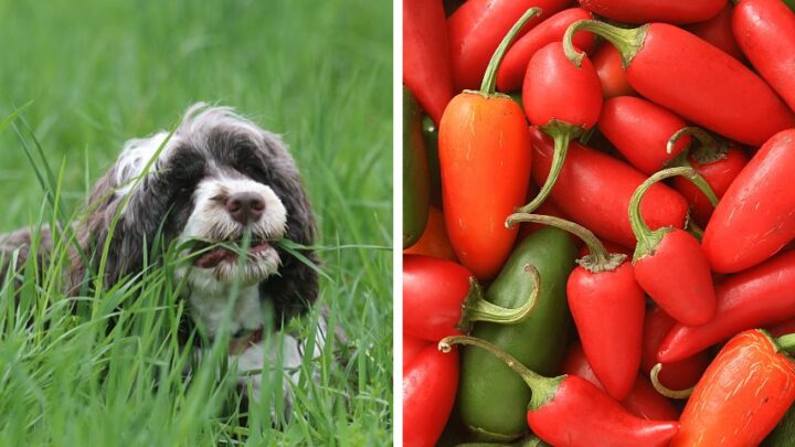 What to Do if Your Dog Ate Jalapeno? 4 Crucial Steps to Do