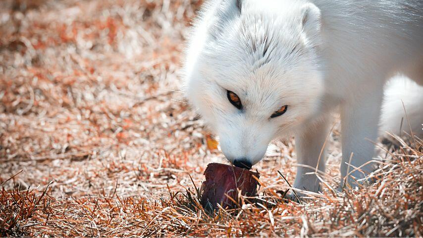 When fox are travelling, they'll dine on fruits, vegetables, and protein they find along the way