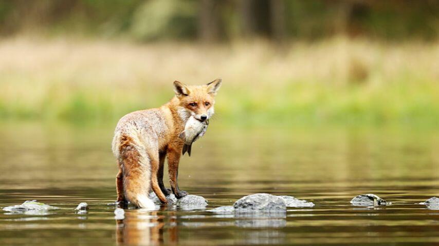 When hunting for fish, foxes prefer to wade in shallow bodies of water like ponds and streams When hunting for fish, foxes prefer to wade in shallow bodies of water like ponds and streams