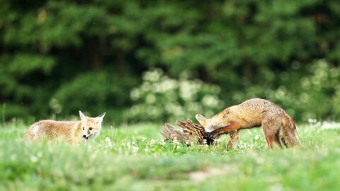 Will Foxes Eat Birds? That Doesn’t Surprise Me