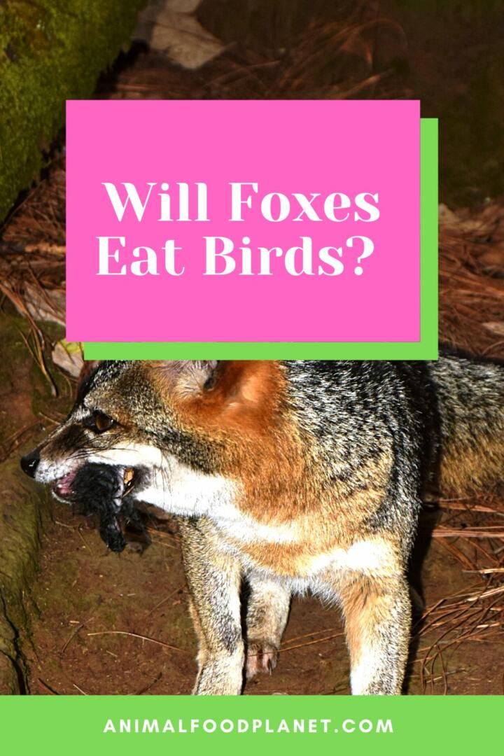Will Foxes Eat Birds?
