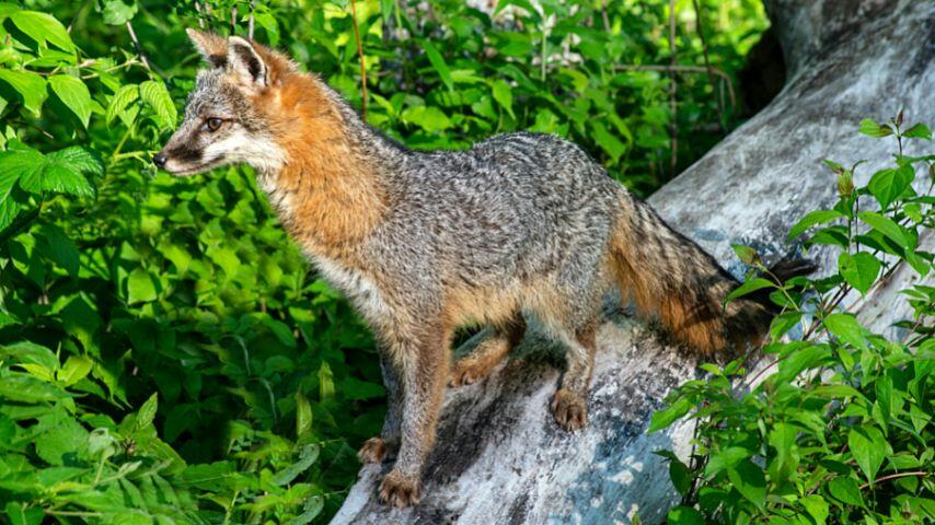 Wtih their sensitive hearing, foxes can determine what insect is producing a sound, as well as track its location Wtih their sensitive hearing, foxes can determine what insect is producing a sound, as well as track its location