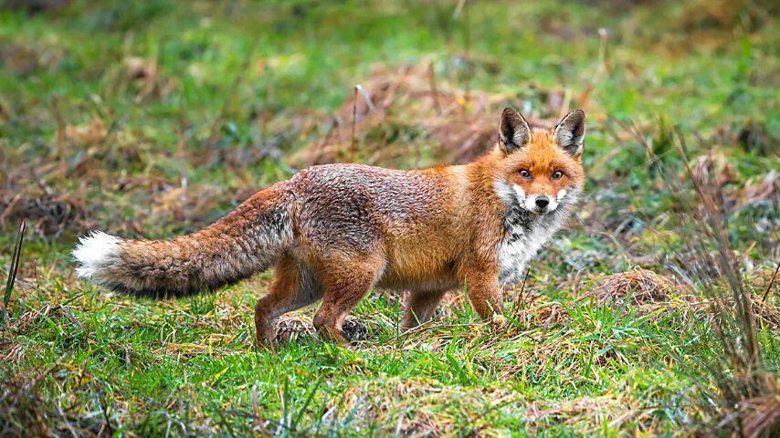 You can see red foxes in North America, Europe, and Africa