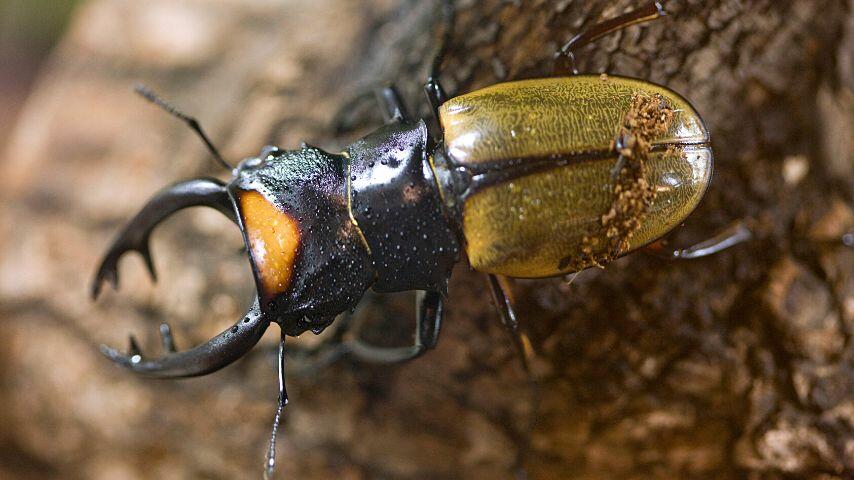 You will know if a fox has eaten the stag beetle as the latter will leave part it doesn't like behind