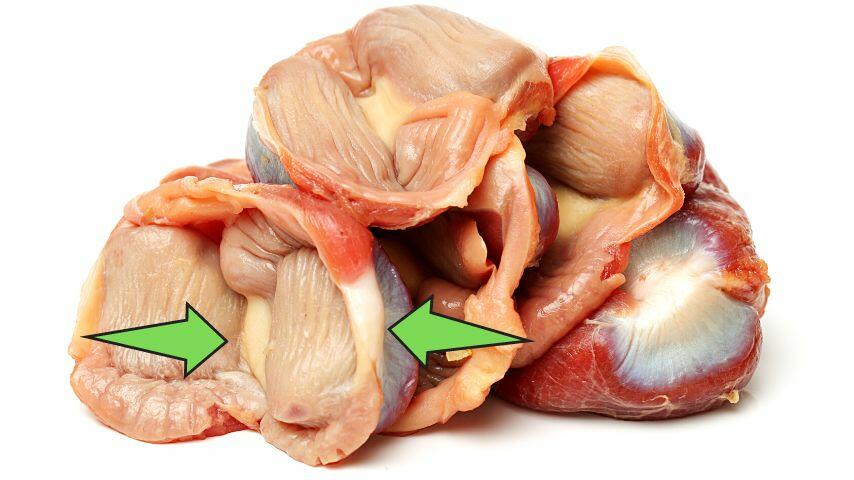 Your dog eating gizzards help in cleaning its teeth as the cartilage content helps remove the debris lodged between them Your dog eating gizzards help in cleaning its teeth as the cartilage content helps remove the debris lodged between them
